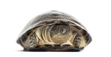 Ortak kutu turtle, üzerinde beyaz izole
