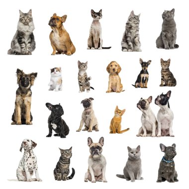 10 köpek ve farklı konumda 10 kedi büyük koleksiyonu