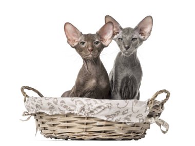 bir sepet içinde oturan iki peterbald yavru kedi