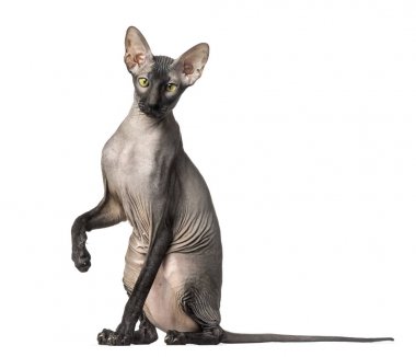 Peterbald, çıplak kedi, oturma ve kameraya bakıyor