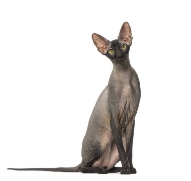 Peterbald, çıplak kedi, oturma ve kameraya bakıyor
