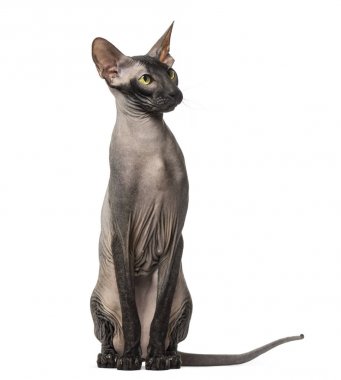Peterbald, oturmuş, üzerinde beyaz izole çıplak kedi