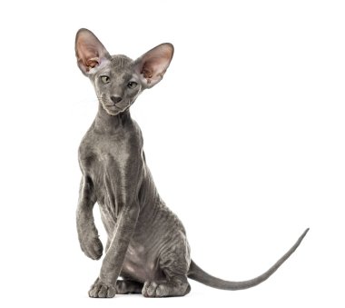 Genç peterbald kedi, otururken, üzerinde beyaz izole