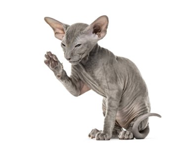 Genç peterbald kedi çak bir komik baktığını içinde yan görünüm