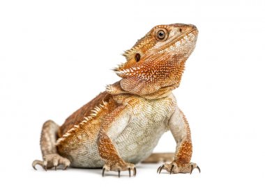 Beyaz arka plan üzerinde izole sakallı Ejder (pogona vitticeps)