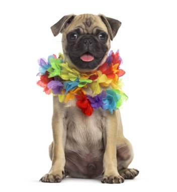 hawaiian lei, köpek, üzerinde beyaz izole giyen pug