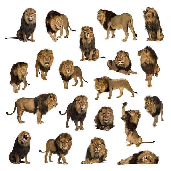 Stor samling av vuxen lion isolerade på vit bakgrund. — Stockfoto