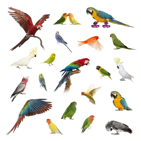 Velká sbírka ptáků, domácí a exotické, v různých polohách — Stock fotografie