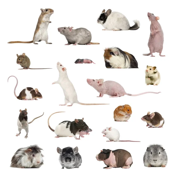 Large collection of rodent, pet and exotic, in different positio — Stock Photo, Image