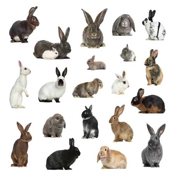 Большая коллекция кроликов, домашних животных и экзотических, в разных положениях — стоковое фото