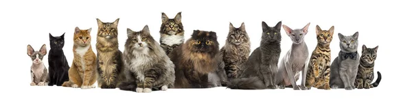 Viele Katzen sitzen in einer Reihe, isoliert auf weiß — Stockfoto