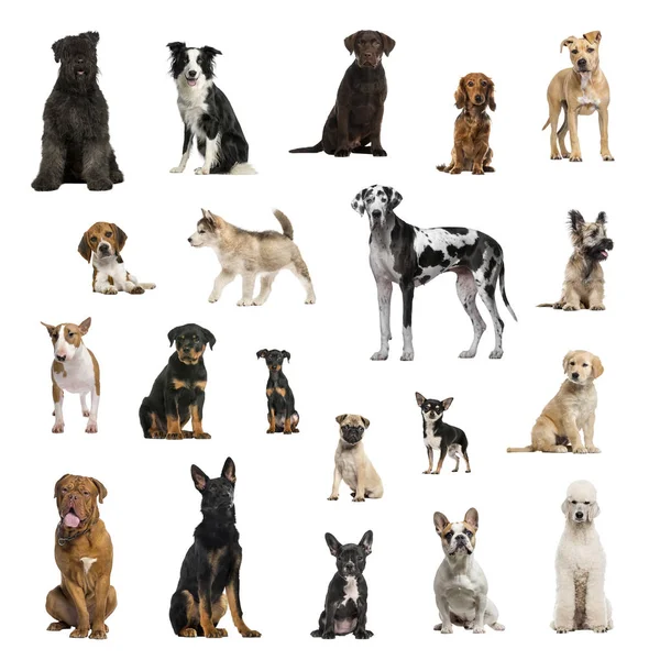 Grande collection de chiens, dans différentes positions — Photo