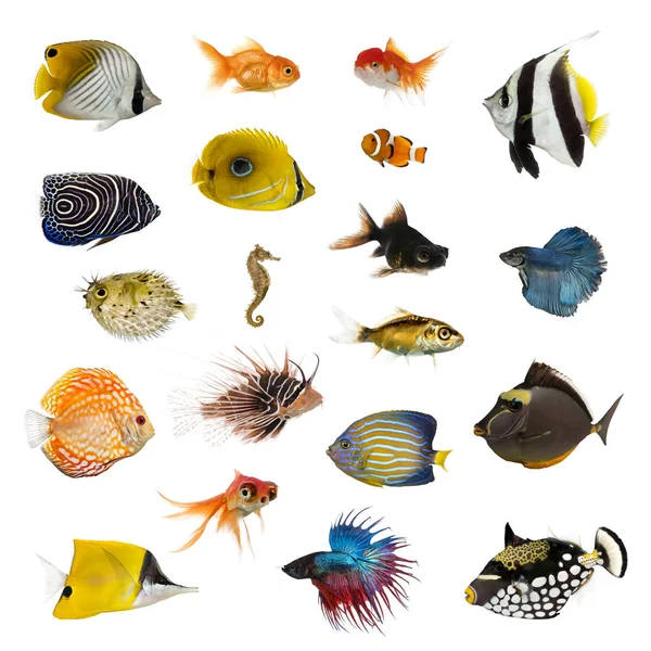 Grande coleção de peixes, animal de estimação e exótico, em posição diferente — Fotografia de Stock