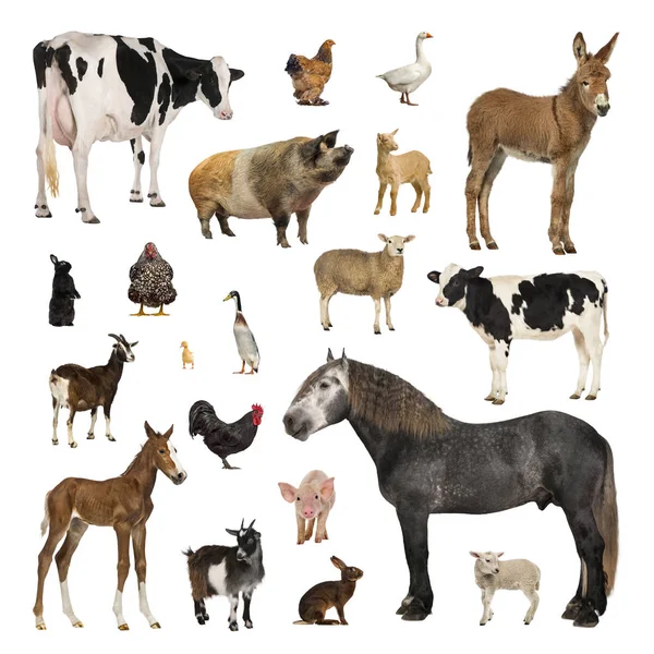 Gran colección de animales de granja en diferentes posiciones — Foto de Stock