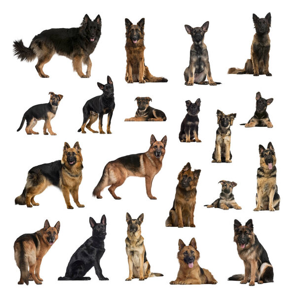Large collection of German Shepherd Dog, adult, puppy, in differ