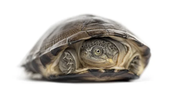 Ortak kutu turtle, üzerinde beyaz izole — Stok fotoğraf