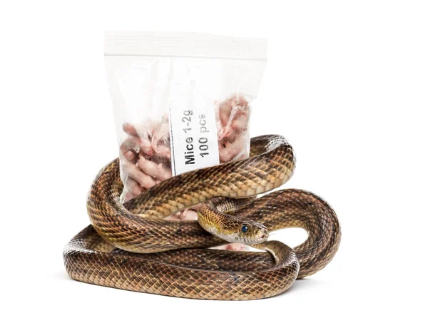 Serpent rouler contre un paquet de souris congelées, nourriture pour animaux de compagnie — Photo