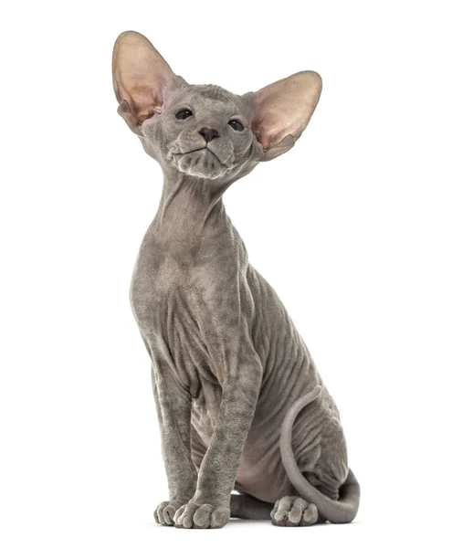 Gatito Peterbald, gato, 3 años de edad, sentado, aislado en blanco —  Fotos de Stock