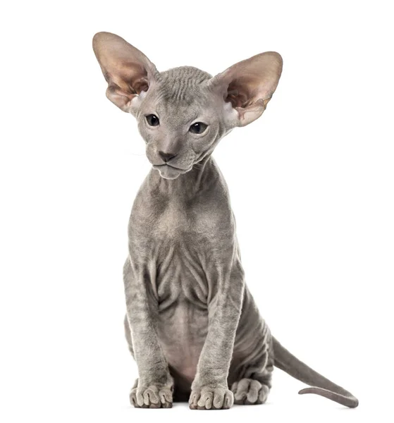 Gatito Peterbald, gato, 3 años de edad, sentado, aislado en blanco —  Fotos de Stock