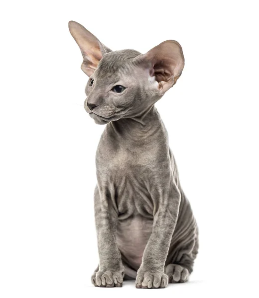 Gatito Peterbald, gato, 3 años de edad, sentado, aislado en blanco —  Fotos de Stock