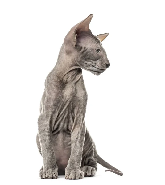 Peterbald gattino, gatto, 3 bocca vecchio, seduto, isolato su bianco — Foto Stock