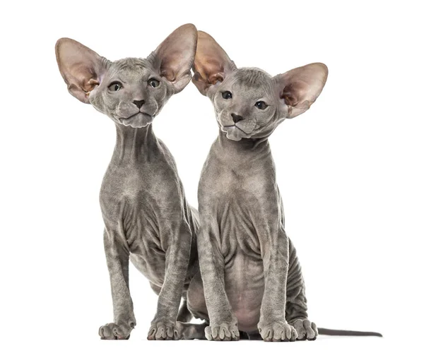 Zwei Peterbald-Kätzchen, Katzen, isoliert auf weiß — Stockfoto