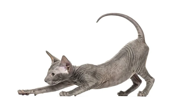 Kot peterbald rozciąganie w pozycji śmieszne, kot jogi, 3 mou — Zdjęcie stockowe