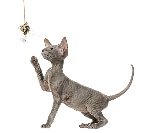 Петерлысый котенок, кошка, играющая с игрушкой, изолированная на белом — стоковое фото