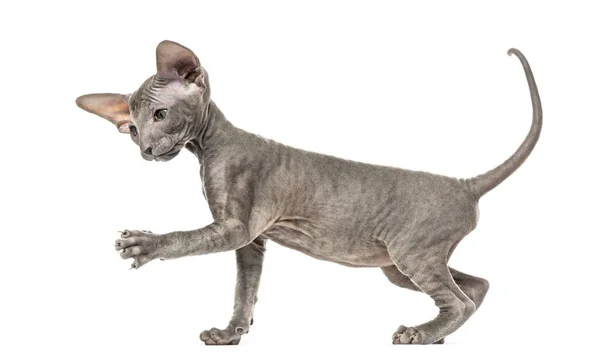 Side view of apeterbald kitten, cat, isolated on white — Stock Photo, Image