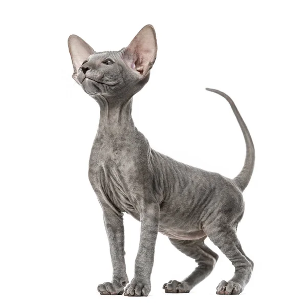 Peterbald kitten, cat, sitting, isolated on white — Stock Photo, Image