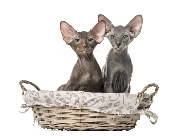 Dwa kociaki peterbald siedzi w wiklinowym koszu — Zdjęcie stockowe