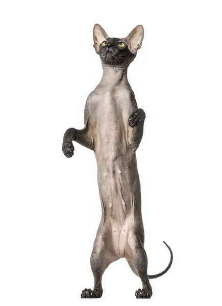 시베리아 뒷 다리, 벌 거 벗은 고양이, 흰색 절연 — 스톡 사진