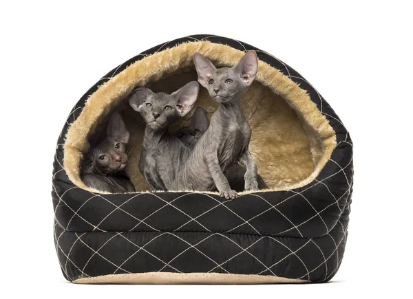 Peterbald in a pet basket — Stock Photo, Image