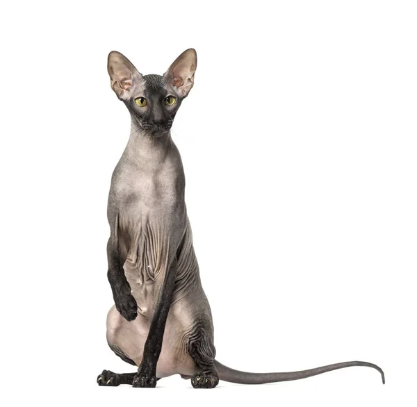Петерлысый, голый кот, сидящий и смотрящий в камеру — стоковое фото