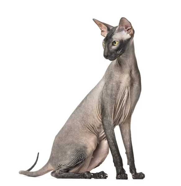 Peterbald, çıplak kedi, oturan, üzerinde beyaz izole — Stok fotoğraf