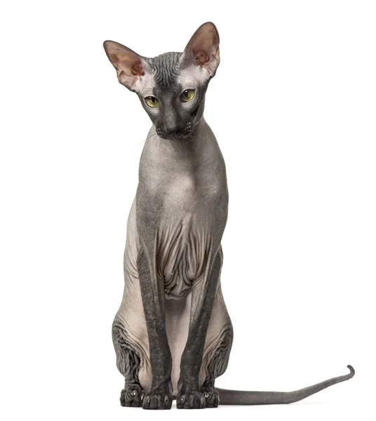 Peterbald, naked cat sitting, isolated on white — Stock Photo, Image