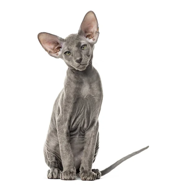 Young peterbald cat, sitting, isolated on white — Stock Photo, Image