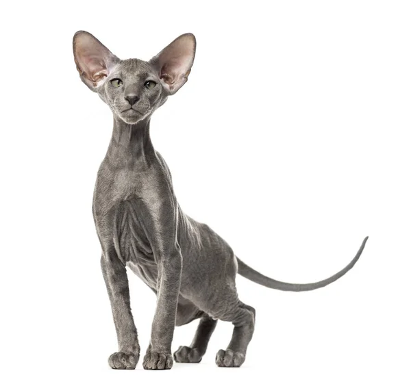Young peterbald cat, standing, isolated on white — Stock Photo, Image