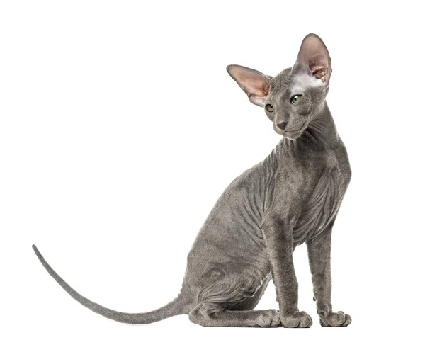 Jovem gato peterbald, sentado, isolado em branco — Fotografia de Stock