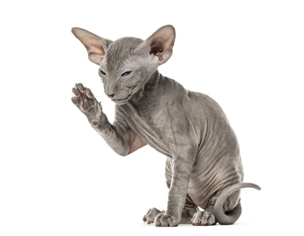 Side view of a young peterbald cat high-fiving in a funny positi — Stock Photo, Image