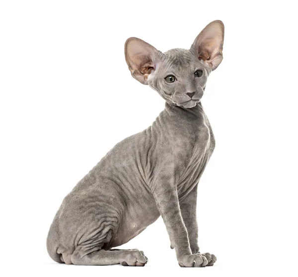 座っている、若い peterbald 猫のサイドビューは、白で隔離 — ストック写真