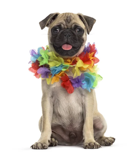 Pug dragen een Hawaiiaanse lei, hond, geïsoleerd op wit — Stockfoto
