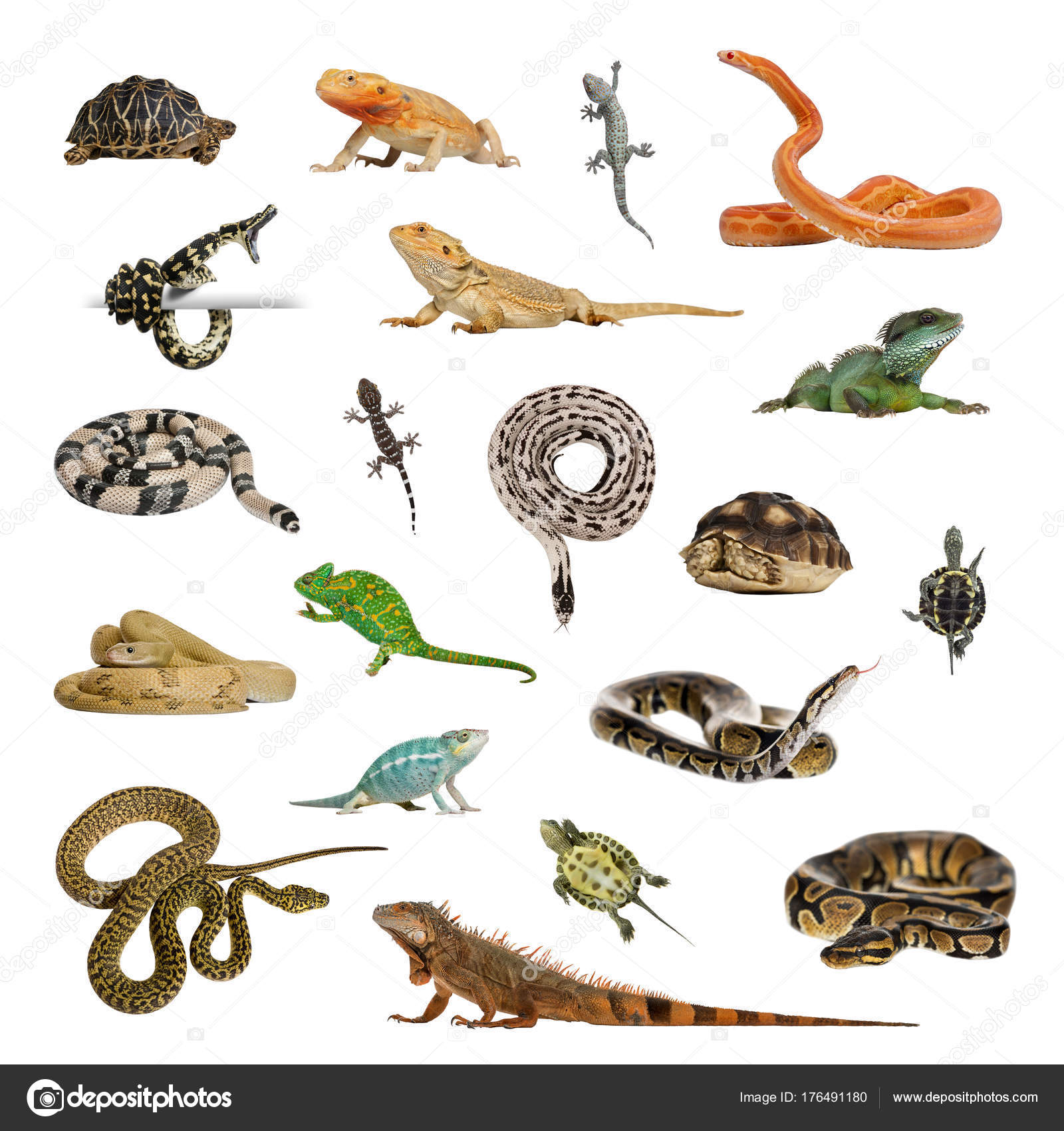 Álbumes 99+ Foto De Que Se Alimentan Los Reptiles Lleno