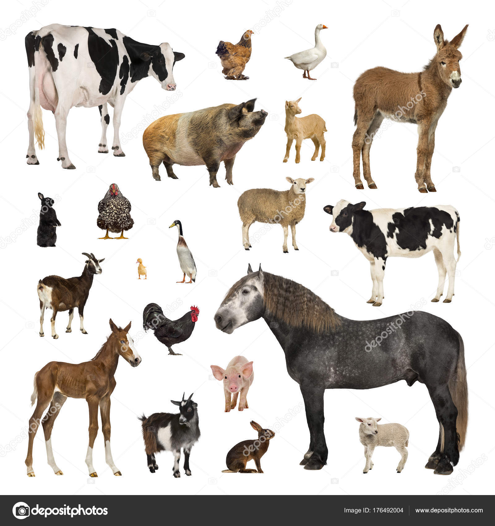 Large collection of farm animal in different position Stock Photo by  ©lifeonwhite 176492004