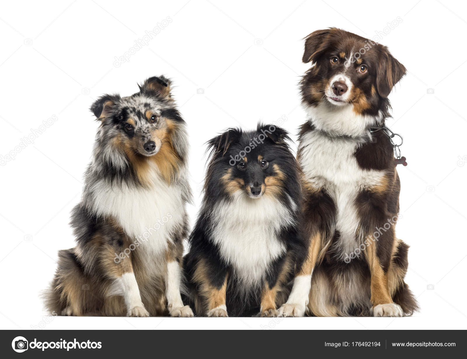 australian shepherd and sheltie mix