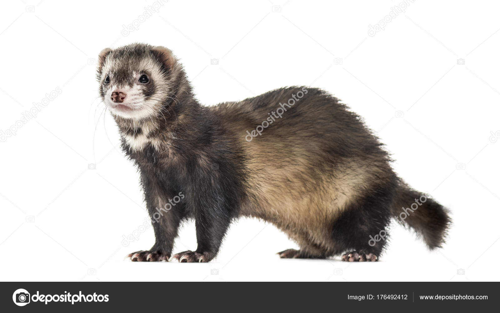 Side view of a Ferret isolated on white Stock Photo by ??lifeonwhite