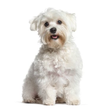 Nefes nefese ve otururken, beyaz Malta köpek, üzerinde beyaz izole