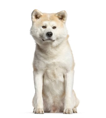 Akita Inu, köpek oturma ve w izole kamera bakıyor