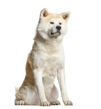 Akita Inu, köpek oturma ve seyir uzakta, beyaz izole