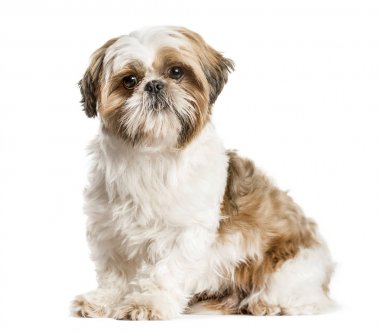 Shih Tzu, köpek oturma ve WHI üzerinde izole kamera bakıyor